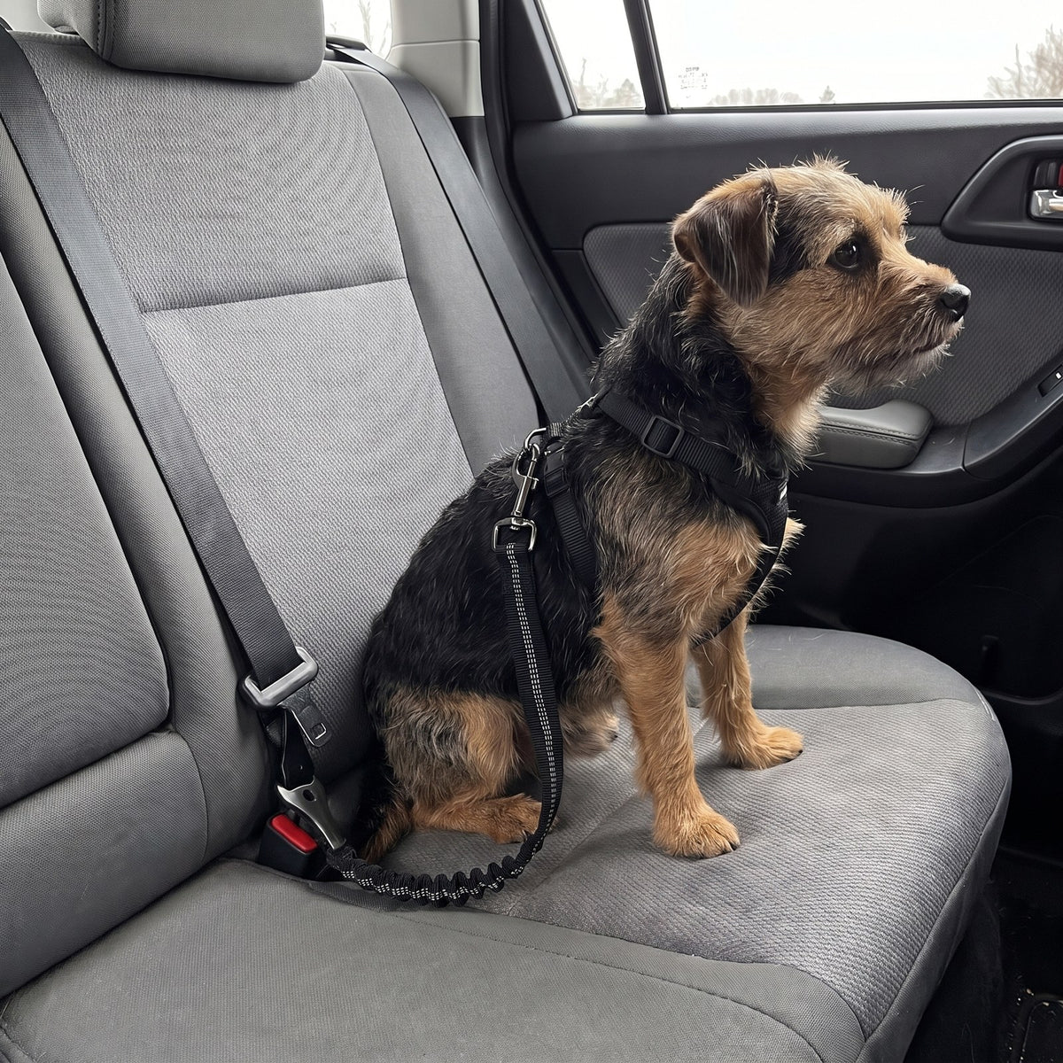 Small terrier in a harness on a rear car seat, the tether hooked to the back of the harness and its connector in the buckle slot